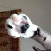 うみねこの画像