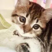 チャチャmarchéの画像