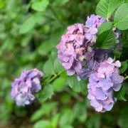 紫陽花の画像