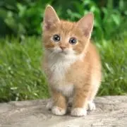 やす猫の画像