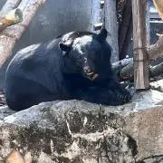 くまの画像