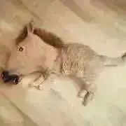 チキナゲ⭐︎取引メッセ不要⭐︎断捨離中の画像