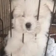 ミミ