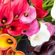 Calla《⚠️プロフ要確認》の画像