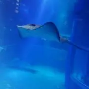 みー