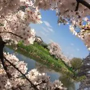 ささめ