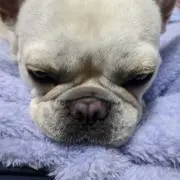 ピーチの画像