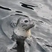 mountain boo