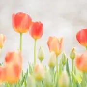 みるくの画像