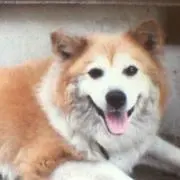 ちょびの画像
