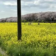 【プロフ必読】レバ刺し