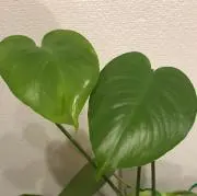 daidaiの画像
