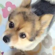 ぴよ☺︎の画像