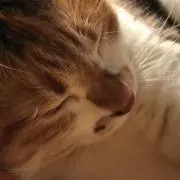 きゅうぼにーの画像