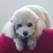 ぺこ☆の画像