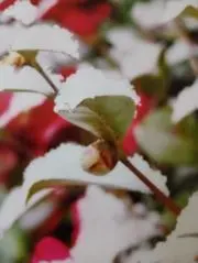 じんたん