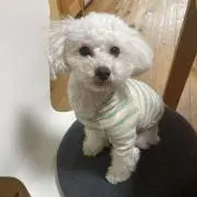 TOMO