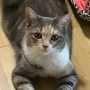 はるちゃんの画像