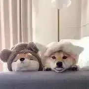 りらんの画像