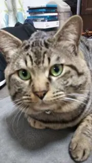 かめち