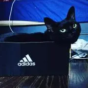 にゃんこ先生♪の画像
