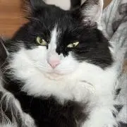 ハチワレ猫猫の画像