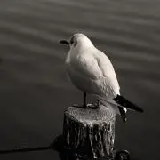 春市