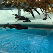 longshihehe8の画像