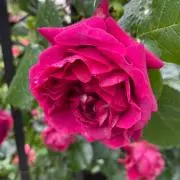 花言葉【まとめ買い大歓迎】