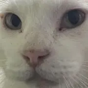 野村郁也