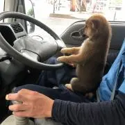のこのこの画像