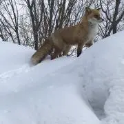 しゅーやん