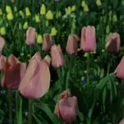 tulip