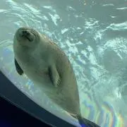 しゃけの画像