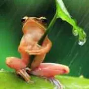 ひかる