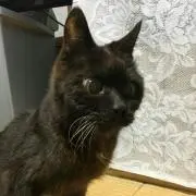 にゃんすじ