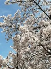 まおまおの画像