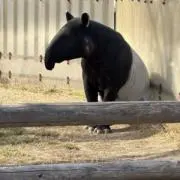 あいちゃんの画像