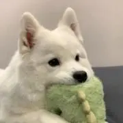 わんだふる【お値下げ不可です】の画像