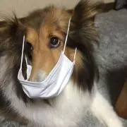 くしこ