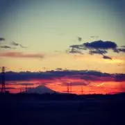 チューリップの画像