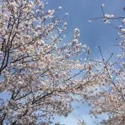 ほいっぷの画像