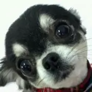 メルも