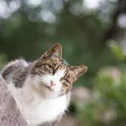 FJの画像