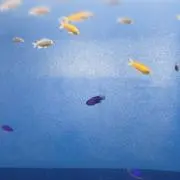 ごまだれの画像