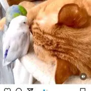 ささの画像
