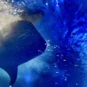 フトアゴヒゲトカゲの画像