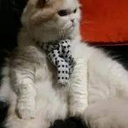 Mi-⭐