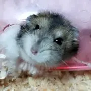 ゆりりん