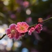 はのの画像